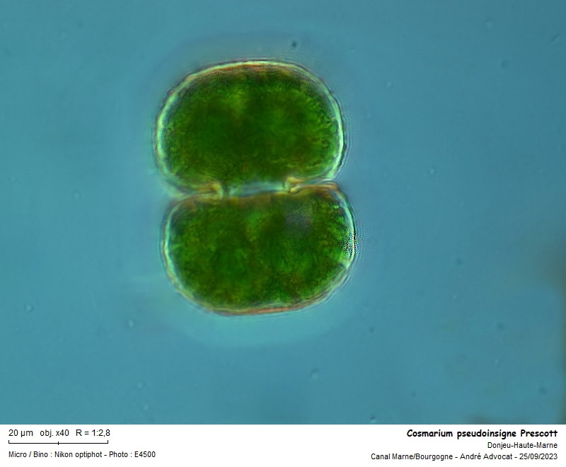 Cosmarium pseudoinsigne Prescott #76567