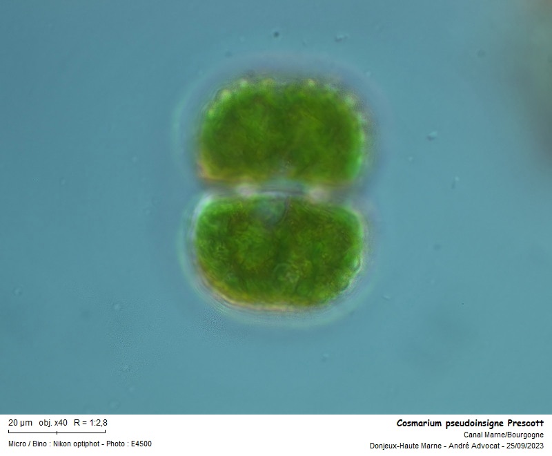 Cosmarium pseudoinsigne Prescott #76566