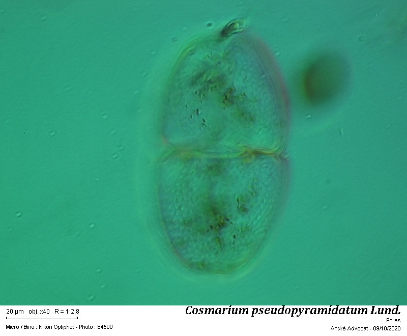 Cosmarium pseudopyramidatum Lund. #64532