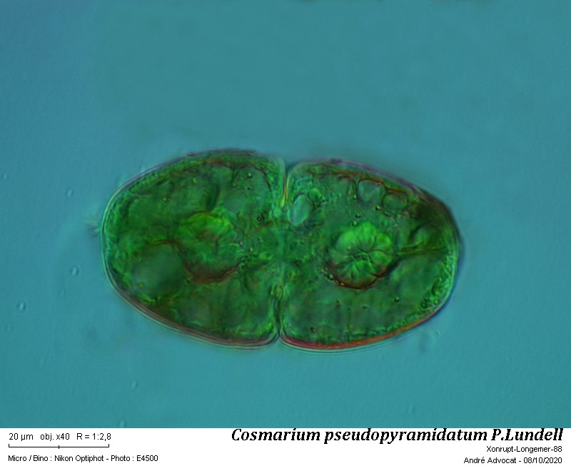 Cosmarium pseudopyramidatum Lund. #64531