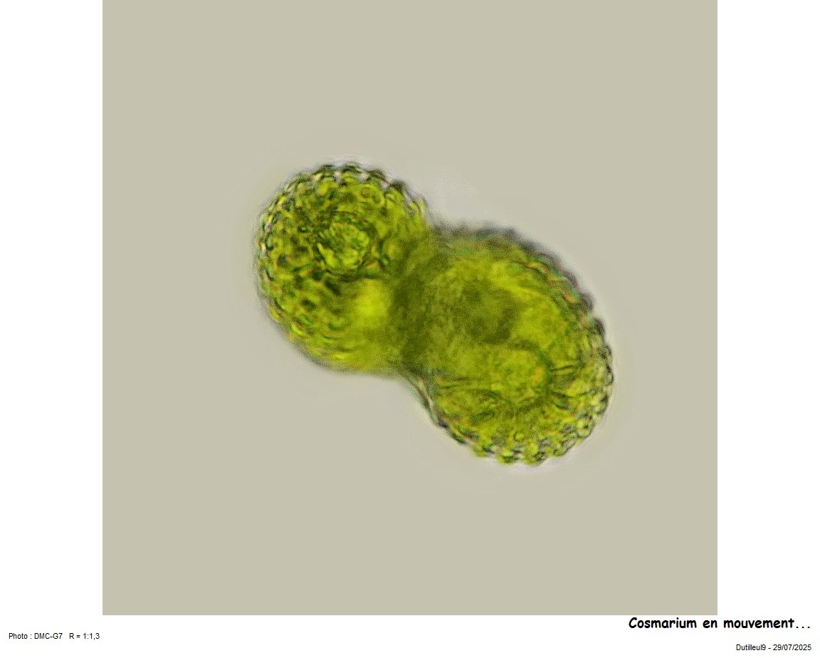 Cosmarium pseudoreniforme #83067