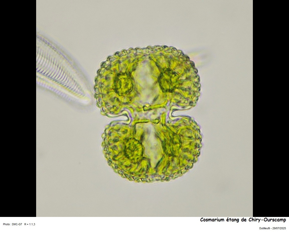 Cosmarium pseudoreniforme #83066