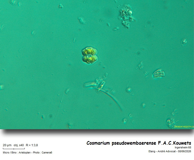 Cosmarium pseudowembaerense Kouwets #86229