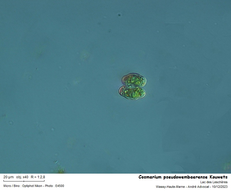 Cosmarium pseudowembaerense Kouwets #77516