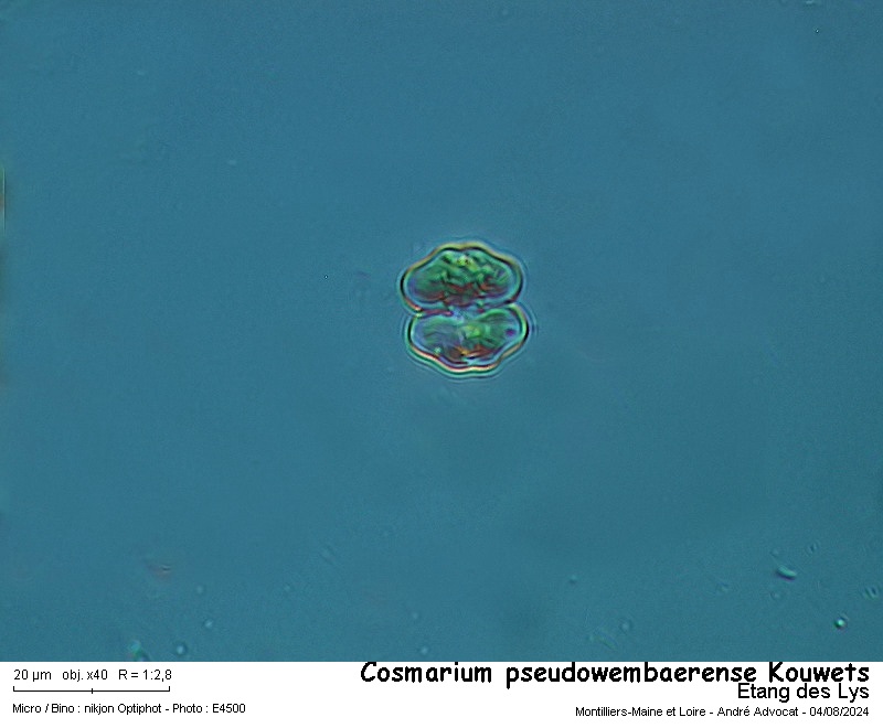 Cosmarium pseudowembaerense Kouwets #79651