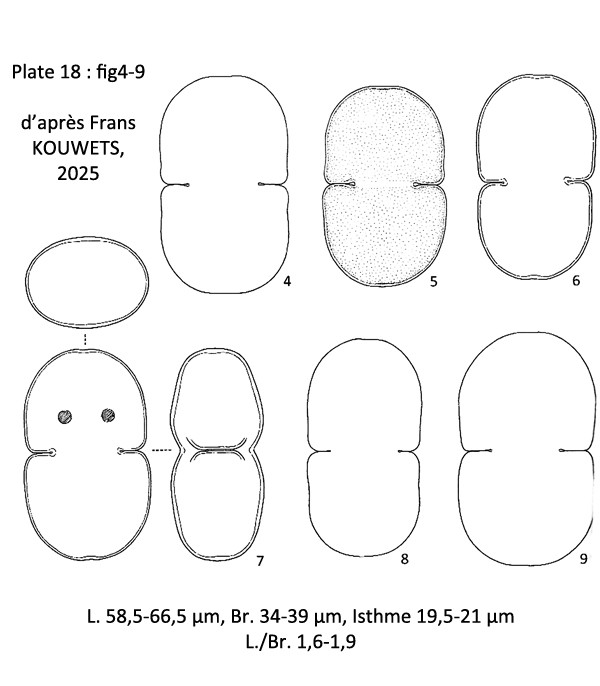 Cosmarium pseudowillei Kouwets, 2025 #85555