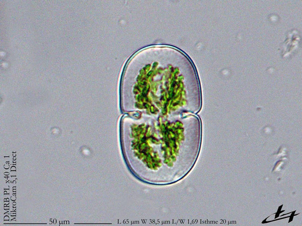 Cosmarium pseudowillei Kouwets, 2025 #85554