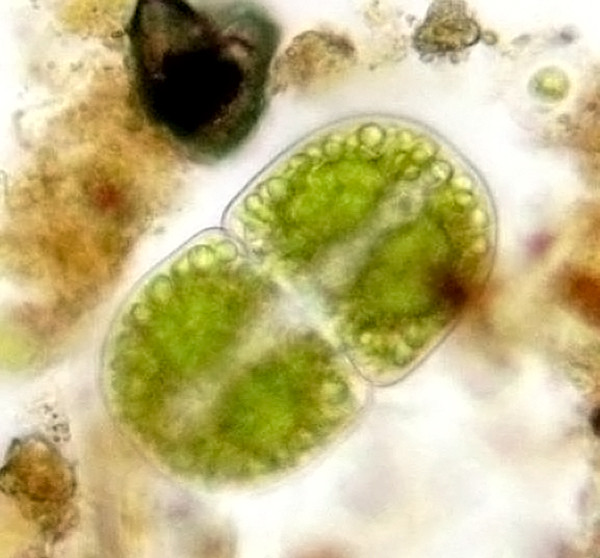 Cosmarium pseudowillei Kouwets, 2025 #85553