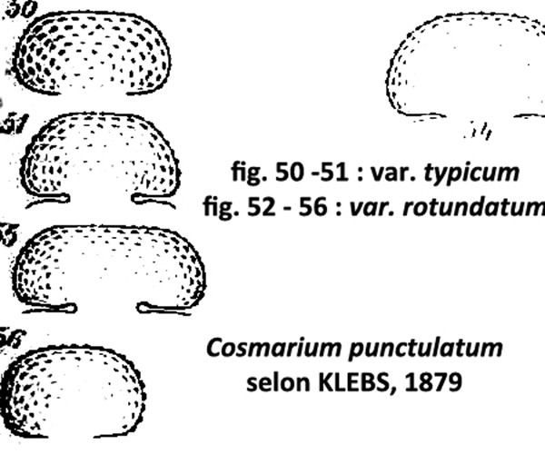 Cosmarium punctulatum Brébisson, 1856 #85815