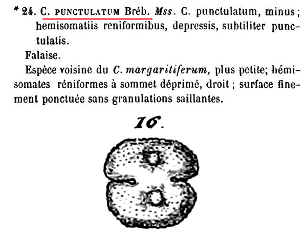 Cosmarium punctulatum Brébisson, 1856 #85814