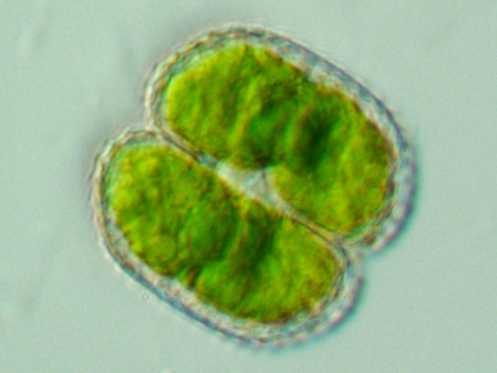 Cosmarium punctulatum Brébisson, 1856 #69266