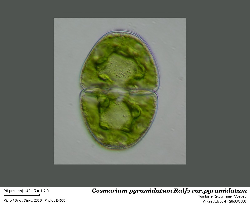 Cosmarium pyramidatum Ralfs var.pyramidatum #51430