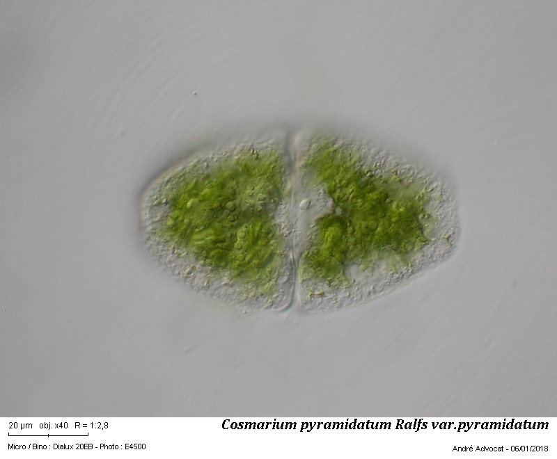 Cosmarium pyramidatum Ralfs var.pyramidatum #53200
