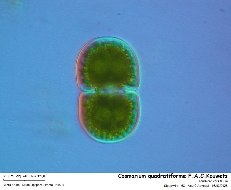 Cosmarium quadratiforme F.A.C.Kouwets #85317