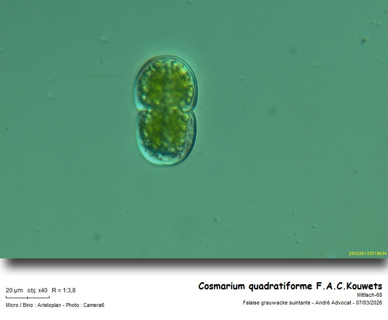 Cosmarium quadratiforme F.A.C.Kouwets #85309