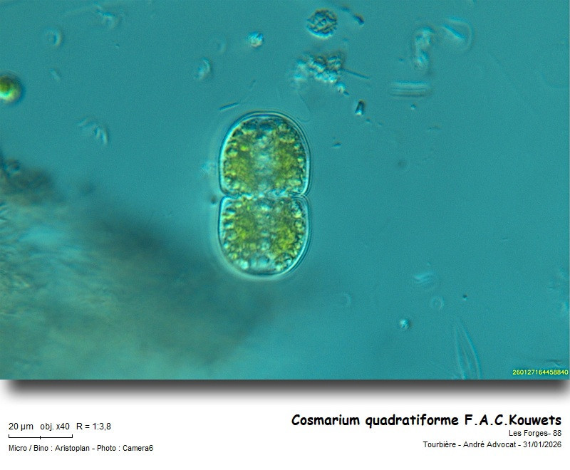 Cosmarium quadratiforme F.A.C.Kouwets #85307