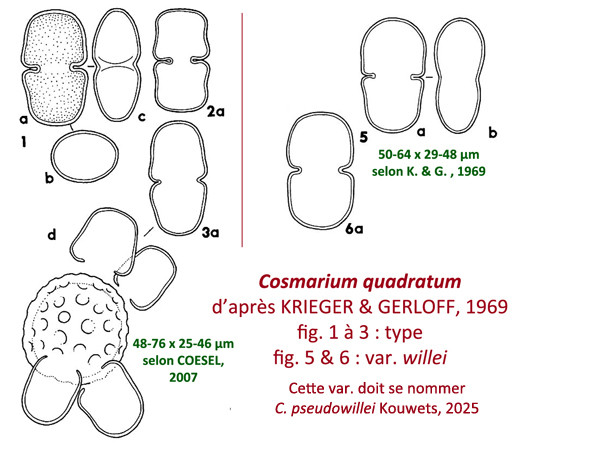 Cosmarium quadratum Ralfs 1848 #85344