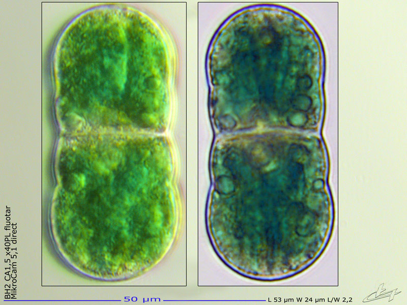 Cosmarium quadratum Ralfs #68513