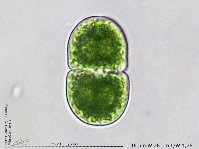 Cosmarium quadratum Ralfs #68446