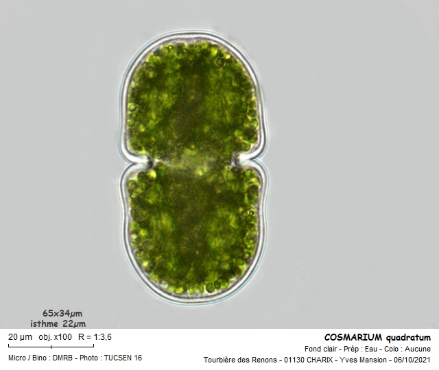 COSMARIUM quadratum #68243