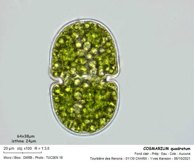 COSMARIUM quadratum #68244