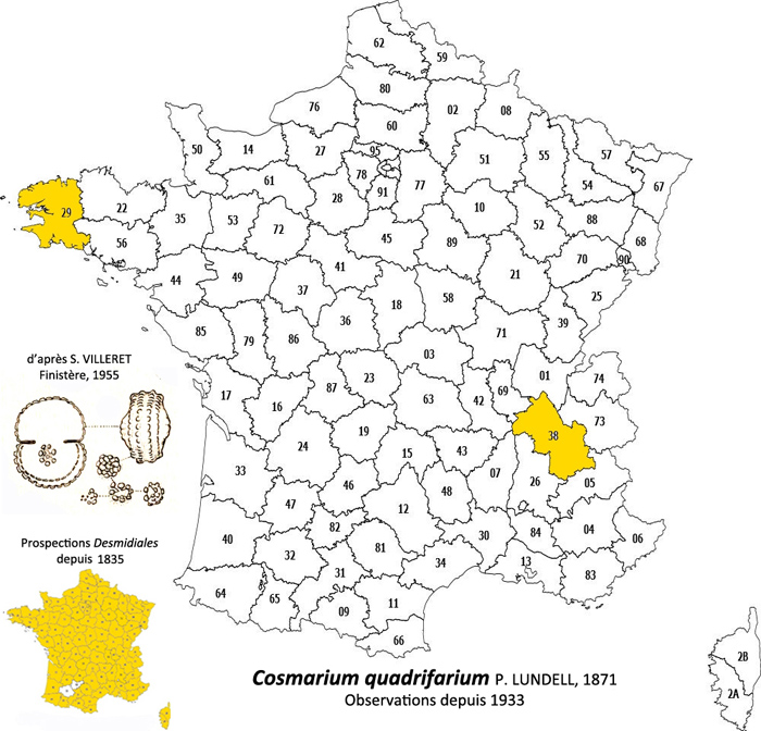 Cosmarium quadrifarium P. Lundel #78460