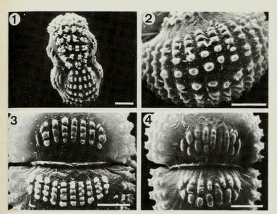 Cosmarium quadrifarium P. Lundel #83603