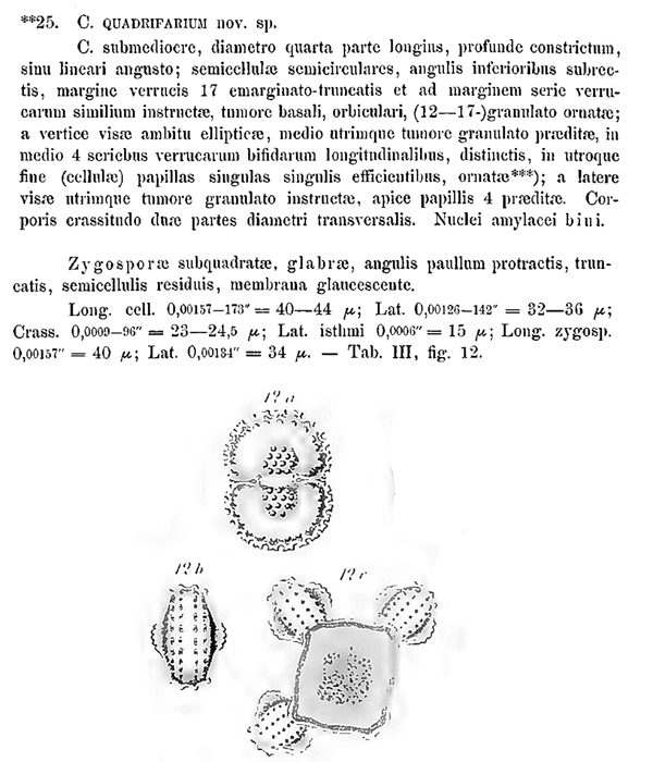 Cosmarium quadrifarium P. Lundel #78461