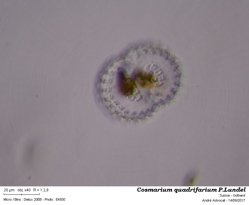 Cosmarium quadrifarium P. Lundel #51457