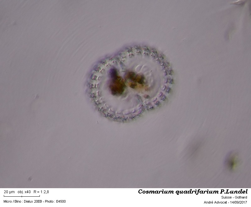 Cosmarium quadrifarium P. Lundel #51456