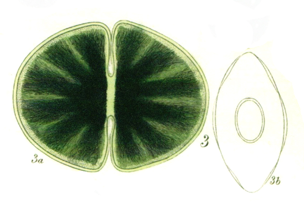 Cosmarium ralfsii Breb. in Ralfs var. montanum Racib. #72922