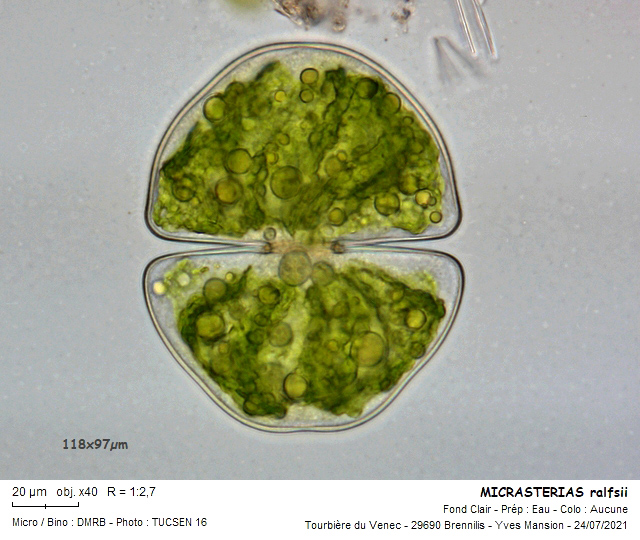 Cosmarium ralfsii Breb. in Ralfs var. montanum Racib. #72923