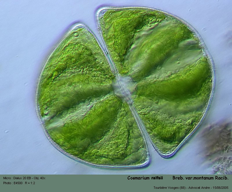 Cosmarium ralfsii Breb. in Ralfs var. montanum Racib. #2280
