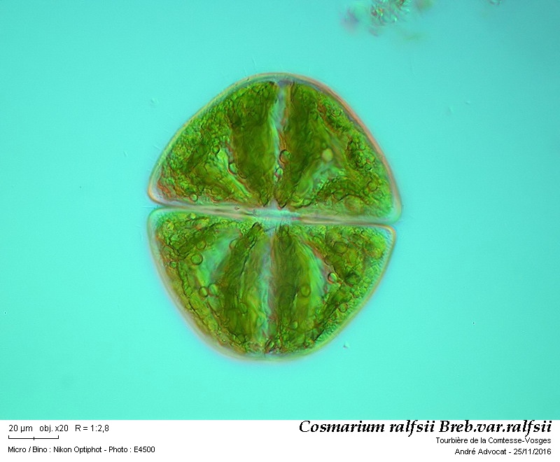 Cosmarium ralfsii Breb. in Ralfs var. montanum Racib. #47813