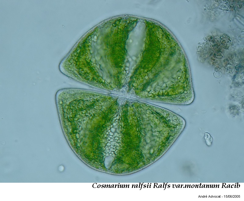 Cosmarium ralfsii Breb. in Ralfs var. montanum Racib. #47814