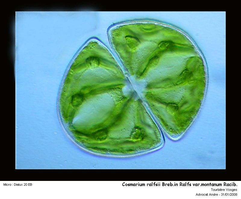 Cosmarium ralfsii Breb. in Ralfs var. montanum Racib. #2279