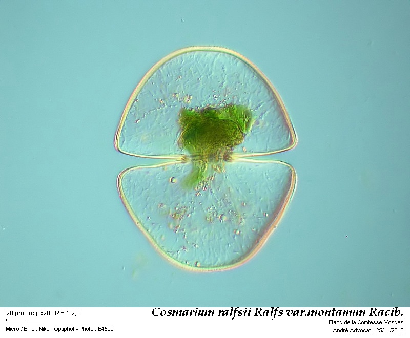 Cosmarium ralfsii Breb. in Ralfs var. montanum Racib. #47815