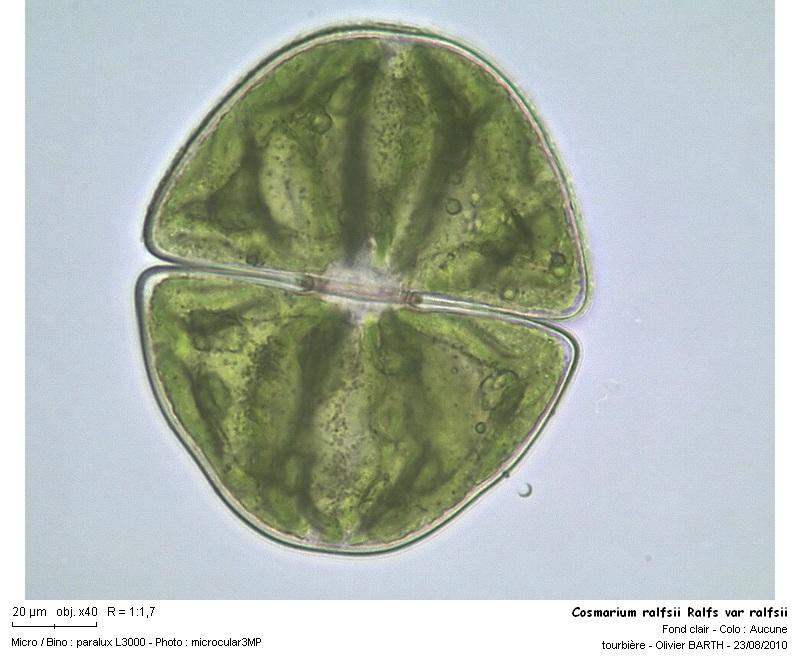 Cosmarium ralfsii Ralfs var ralfsii #17763