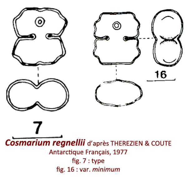 Cosmarium regnellii Wille, 1864 #79289