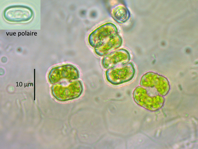 Cosmarium regnellii Wille, 1864 #65339