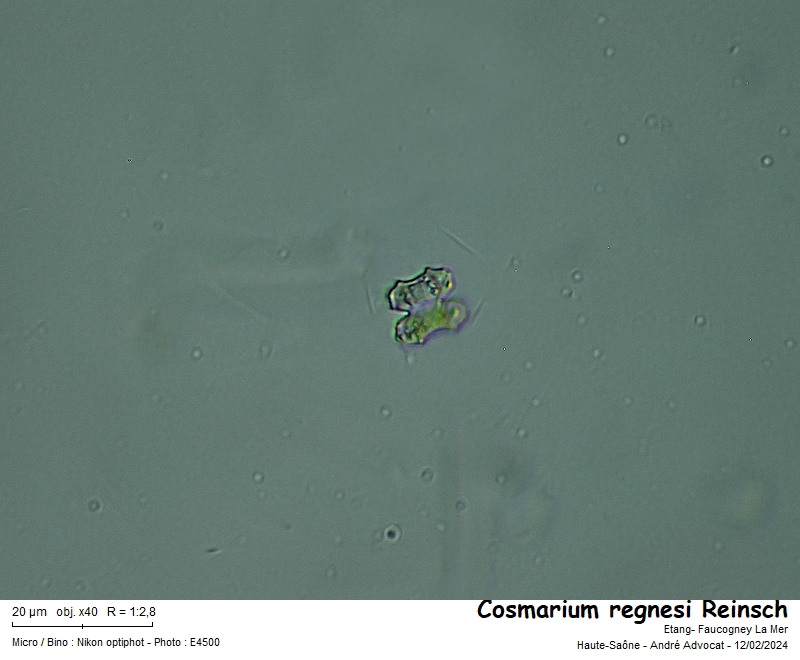 Cosmarium regnesi Reinsch #78015