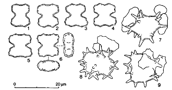 COSMARIUM regnesii #77881