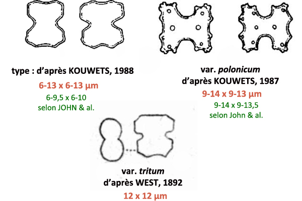 COSMARIUM regnesii #77882