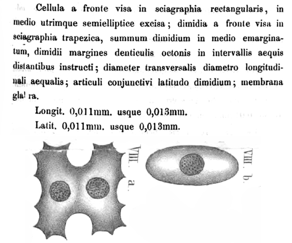 COSMARIUM regnesii #77883