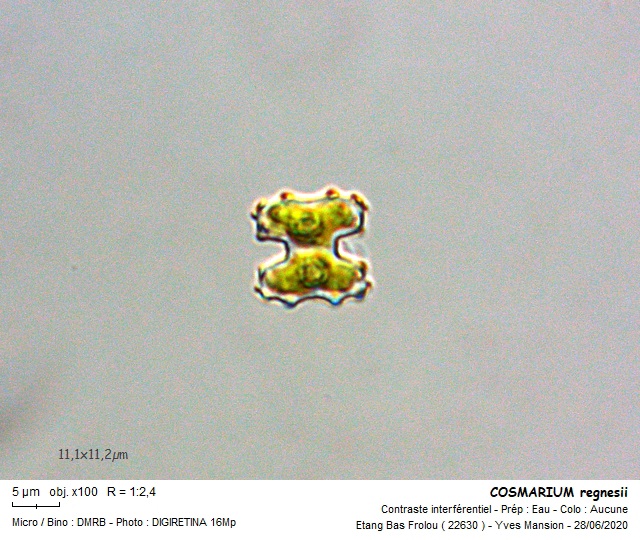 COSMARIUM regnesii #63904