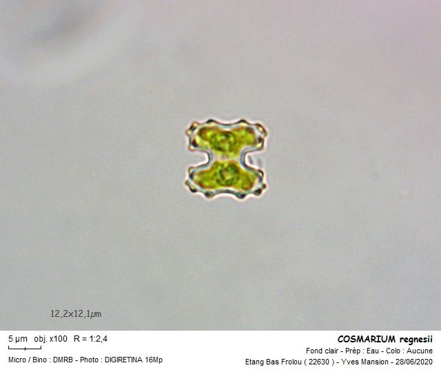 COSMARIUM regnesii #63903