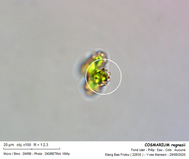 COSMARIUM regnesii #63932