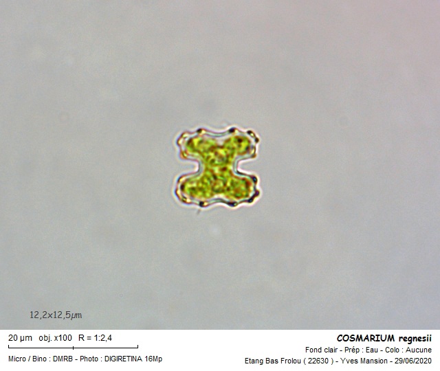 COSMARIUM regnesii #63931