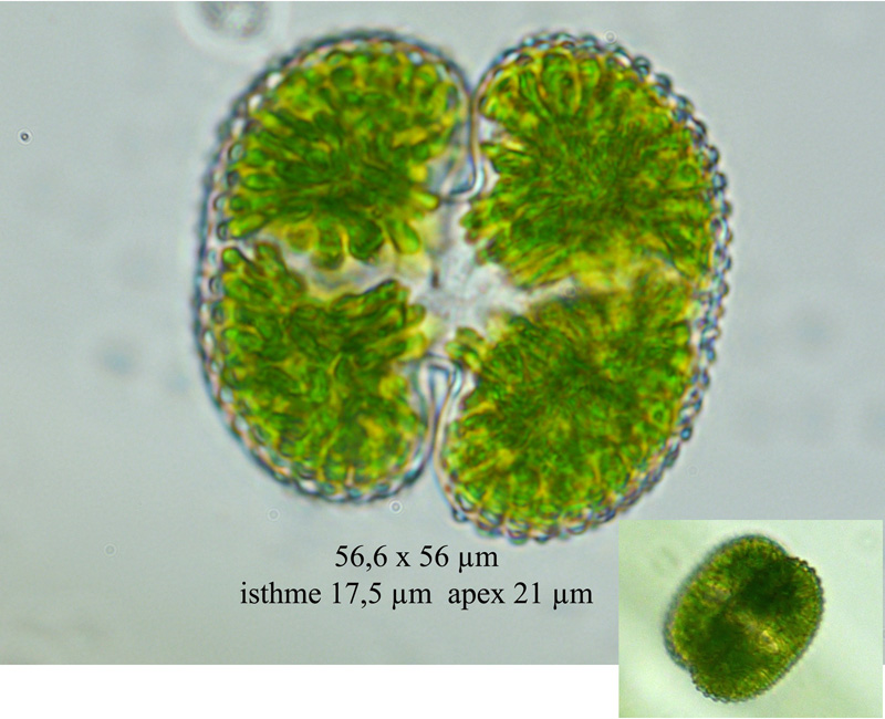 Cosmarium reniforme var. compressum #61016