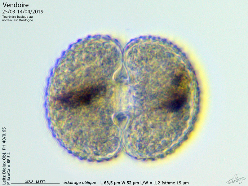 Cosmarium reniforme #73540